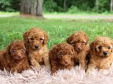 Toy Poodle yavrularımız