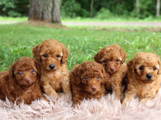 Toy Poodle Yavrularımız