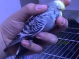 2 adet jumbo muhabbet kuşu