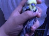 2 Adet Jumbo Muhabbet Kuşu