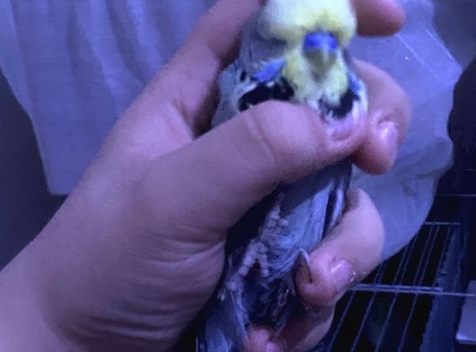 2 Adet Jumbo Muhabbet Kuşu görsel