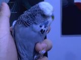 2 Adet Jumbo Muhabbet Kuşu