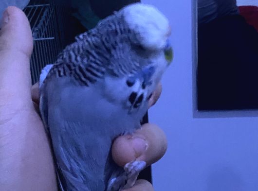 2 Adet Jumbo Muhabbet Kuşu görsel