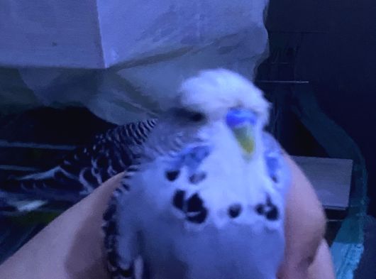 2 Adet Jumbo Muhabbet Kuşu görsel