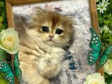 Muhteşem Güzellikte Kucak Delisi Bir Minnoş
