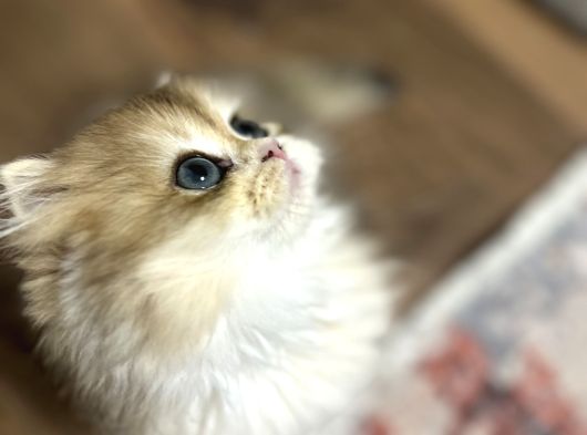 Muhteşem Güzellikte Kucak Delisi Bir Minnoş görsel