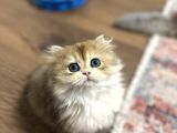 Muhteşem Güzellikte kucak delisi bir minnoş