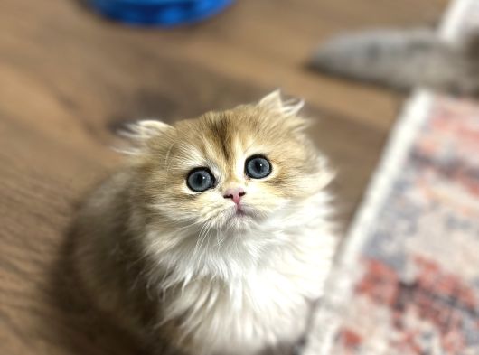 Muhteşem Güzellikte Kucak Delisi Bir Minnoş