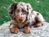 Mavi̇ Göz Long Hai̇r En Nadi̇r Bulunan Dapple Dacshund