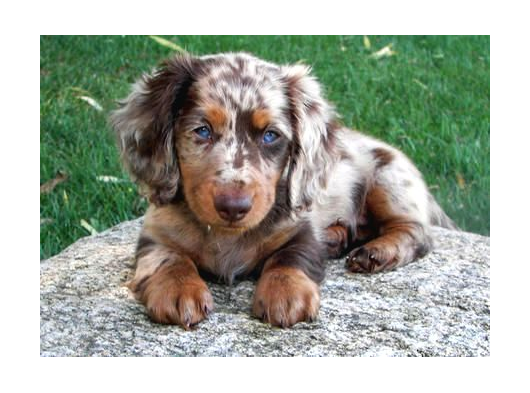 Mavi̇ Göz Long Hai̇r En Nadi̇r Bulunan Dapple Dacshund görsel