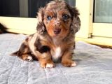 Mavi̇ Göz Long Hai̇r En Nadi̇r Bulunan Dapple Dacshund