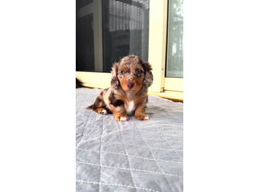 Mavi̇ Göz Long Hai̇r En Nadi̇r Bulunan Dapple Dacshund görsel