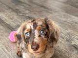 MAVİ GÖZ LONG HAİR EN NADİR BULUNAN DAPPLE DACSHUND