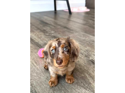 Mavi̇ Göz Long Hai̇r En Nadi̇r Bulunan Dapple Dacshund
