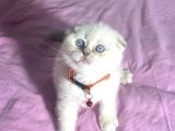Ayi Kafa Panda Surat A Kali̇te
