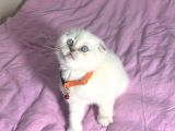 Ayi Kafa Panda Surat A Kali̇te