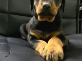 A Kalite Doberman Bebekler
