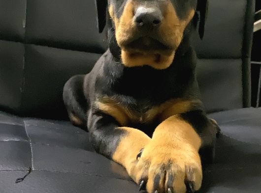 A Kalite Doberman Bebekler görsel