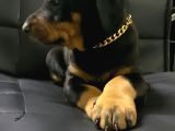 A Kalite Doberman Bebekler