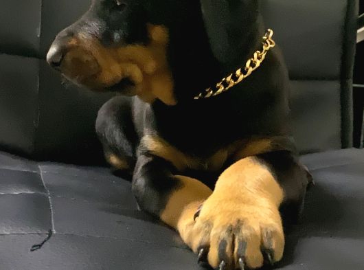 A Kalite Doberman Bebekler görsel