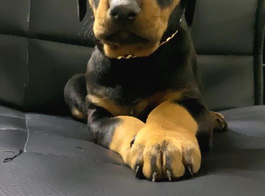 A Kalite Doberman Bebekler görsel