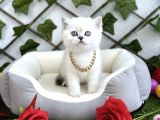 Hayali̇ni̇zdeki̇ O Yavru Bi̇zi̇m Di̇şi̇ Erkek Kedi̇mi̇z