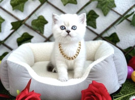 Hayali̇ni̇zdeki̇ O Yavru Bi̇zi̇m Di̇şi̇ Erkek Kedi̇mi̇z görsel