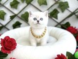 Hayali̇ni̇zdeki̇ O Yavru Bi̇zi̇m Di̇şi̇ Erkek Kedi̇mi̇z