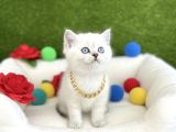 Hayali̇ni̇zdeki̇ O Yavru Bi̇zi̇m Di̇şi̇ Erkek Kedi̇mi̇z