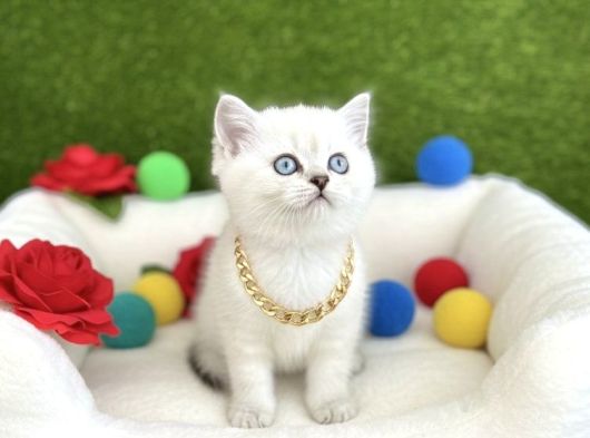 Hayali̇ni̇zdeki̇ O Yavru Bi̇zi̇m Di̇şi̇ Erkek Kedi̇mi̇z görsel