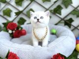 Hayali̇ni̇zdeki̇ O Yavru Bi̇zi̇m Di̇şi̇ Erkek Kedi̇mi̇z