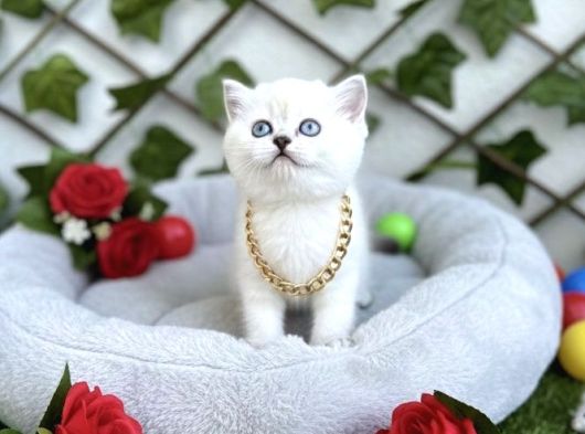 Hayali̇ni̇zdeki̇ O Yavru Bi̇zi̇m Di̇şi̇ Erkek Kedi̇mi̇z görsel