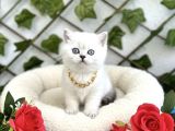 HAYALİNİZDEKİ O YAVRU BİZİM DİŞİ ERKEK KEDİMİZ