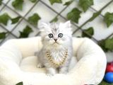 Longhai̇r Sevenler Buradami Di̇şi̇ Si̇lver Bebe