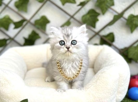 Longhai̇r Sevenler Buradami Di̇şi̇ Si̇lver Bebe görsel