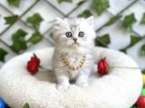 Longhai̇r Sevenler Buradami Di̇şi̇ Si̇lver Bebe