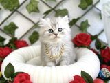 LONGHAİR SEVENLER BURADAMI DİŞİ SİLVER BEBE