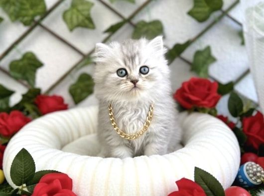 Longhai̇r Sevenler Buradami Di̇şi̇ Si̇lver Bebe