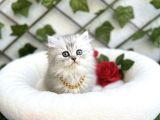 Longhai̇r Sevenler Buradami Di̇şi̇ Si̇lver Bebe