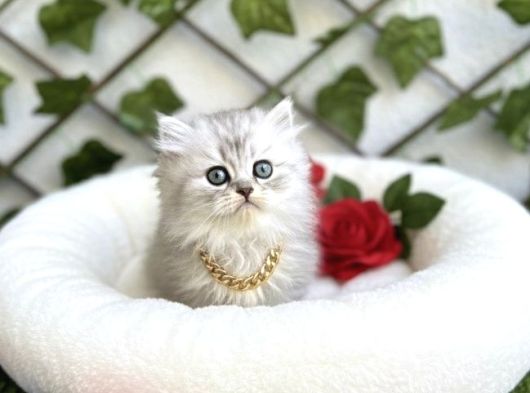 Longhai̇r Sevenler Buradami Di̇şi̇ Si̇lver Bebe görsel