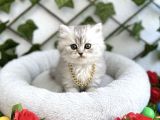 Longhai̇r Sevenler Buradami Di̇şi̇ Si̇lver Bebe