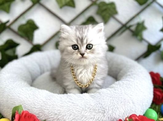 Longhai̇r Sevenler Buradami Di̇şi̇ Si̇lver Bebe görsel