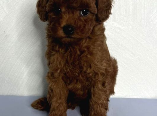 Toy Poodle Yavrularımız görsel