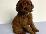 Toy Poodle Yavrularımız
