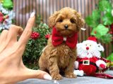 Irkinin En Güzeli̇ Malti̇poo Erkek