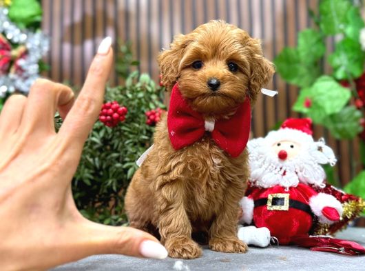 Irkinin En Güzeli̇ Malti̇poo Erkek görsel