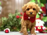 Irkinin En Güzeli̇ Malti̇poo Erkek