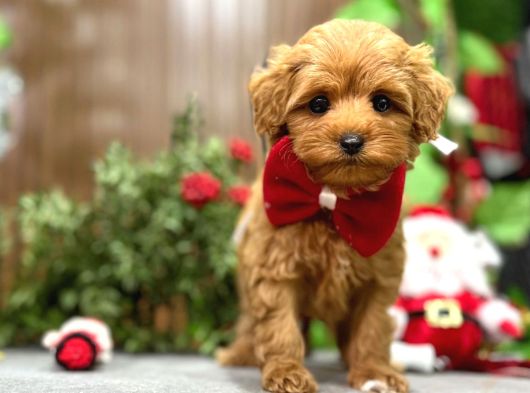 Irkinin En Güzeli̇ Malti̇poo Erkek görsel