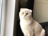 Scottish Fold Ay 21 33 Sevgi Dolu Yuvamı Arıyorum
