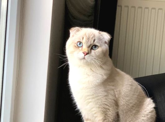 Scottish Fold Ay 21 33 Sevgi Dolu Yuvamı Arıyorum